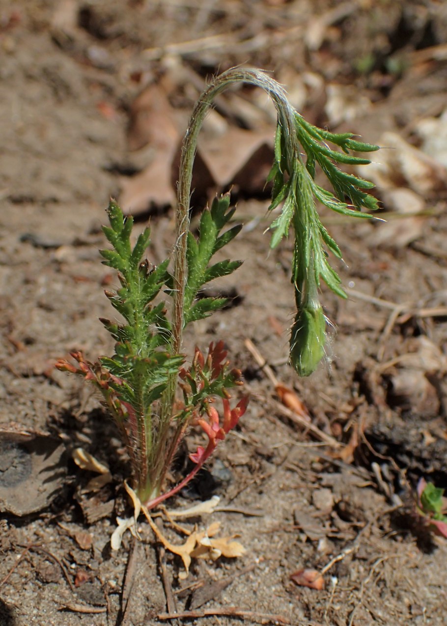 Сувенир голова аргемена