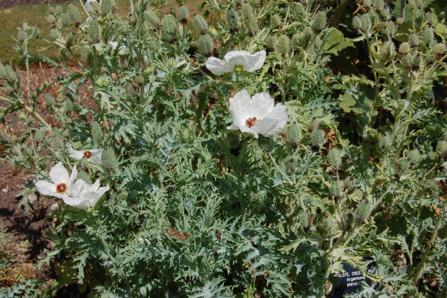 Argemone platyceras