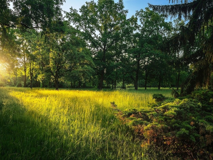 Полянка в лесу