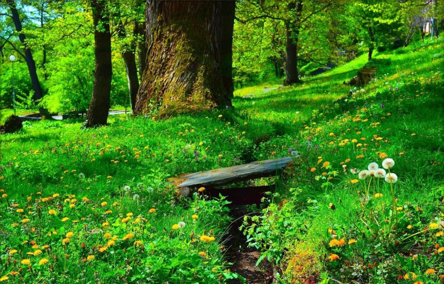 Лесная Поляна (Полянка) 1897