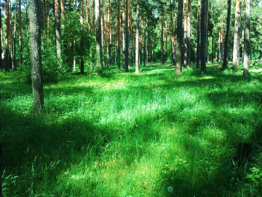 Лето в лесу