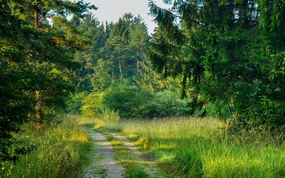Лес, Лесная Полянка, тропинка