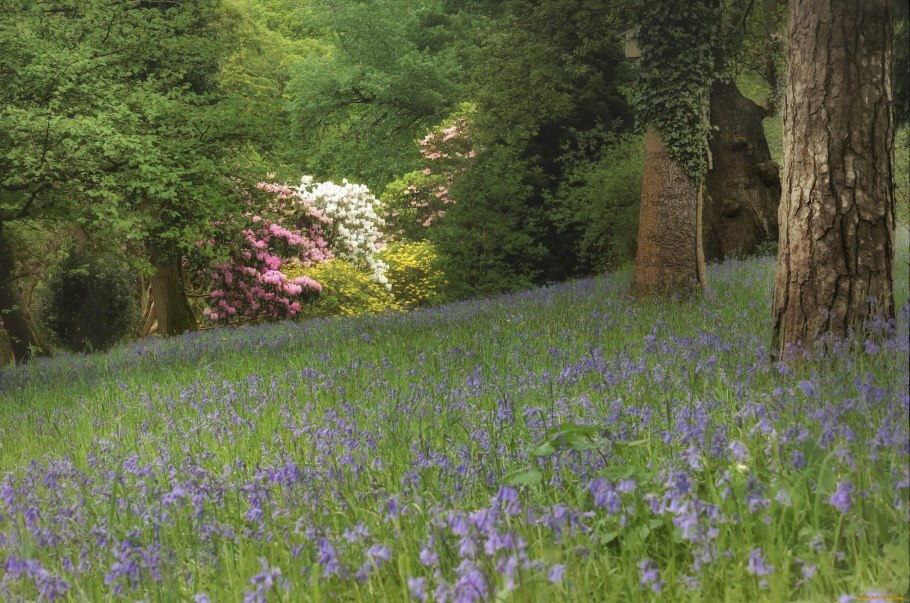 Зеленый лес