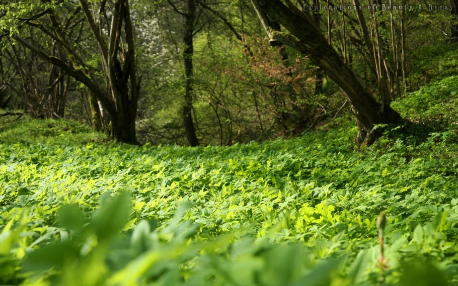 Трава в лесу