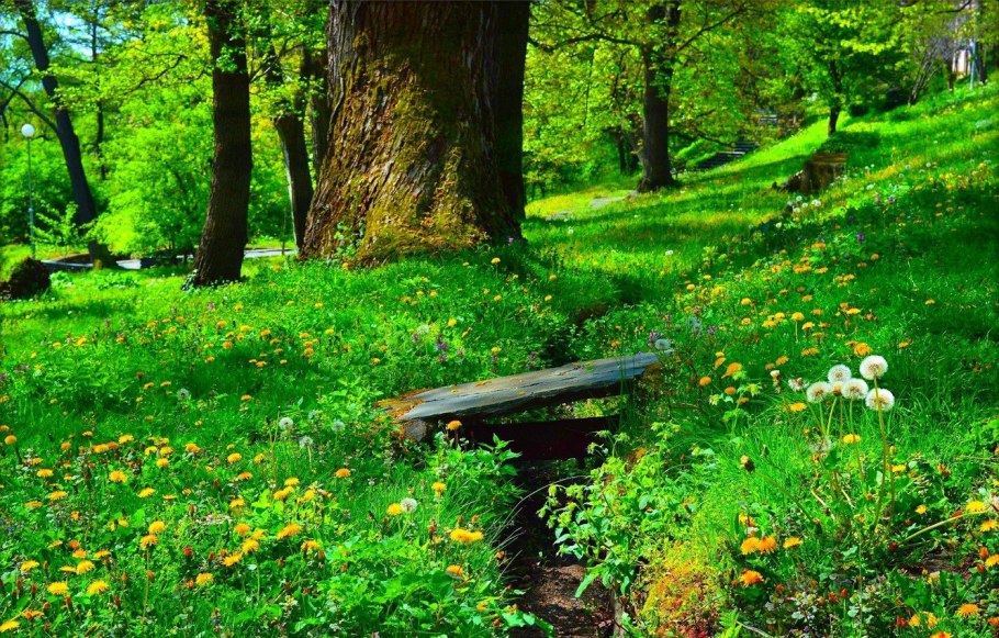 Зеленая Поляна в лесу