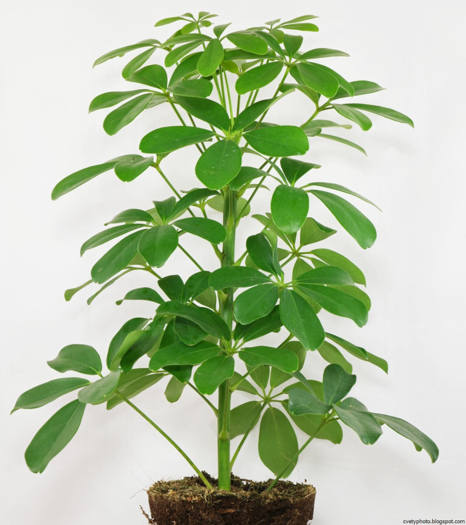 Schefflera arboricola цветок