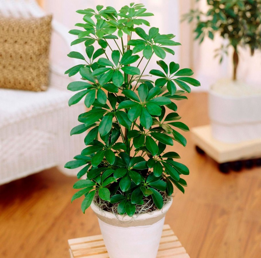 Schefflera arboricola цветок