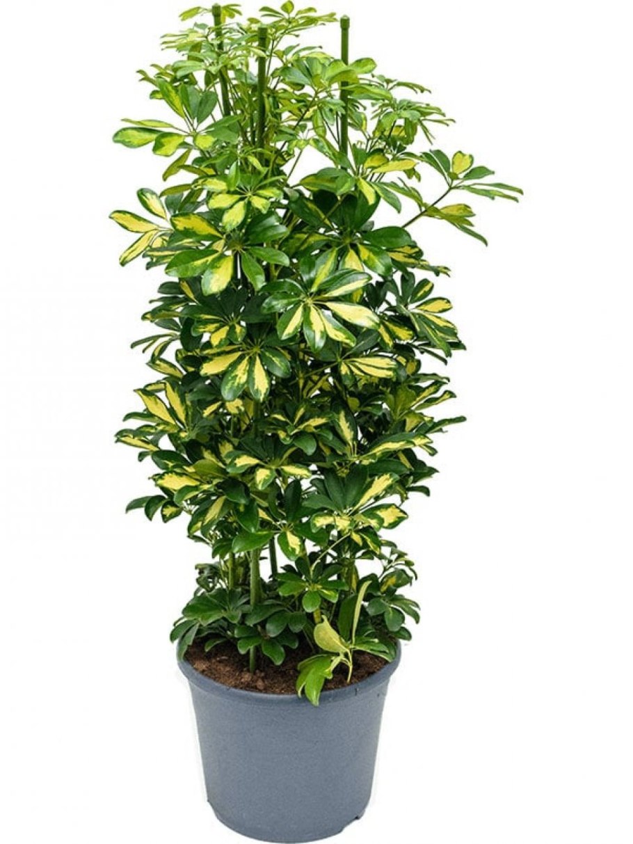 Шеффлера Грин Стар