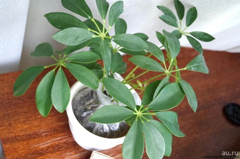 Шеффлера древесная