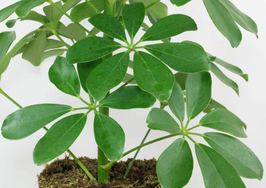 Variegated Schefflera arboricola 'Moonlight'