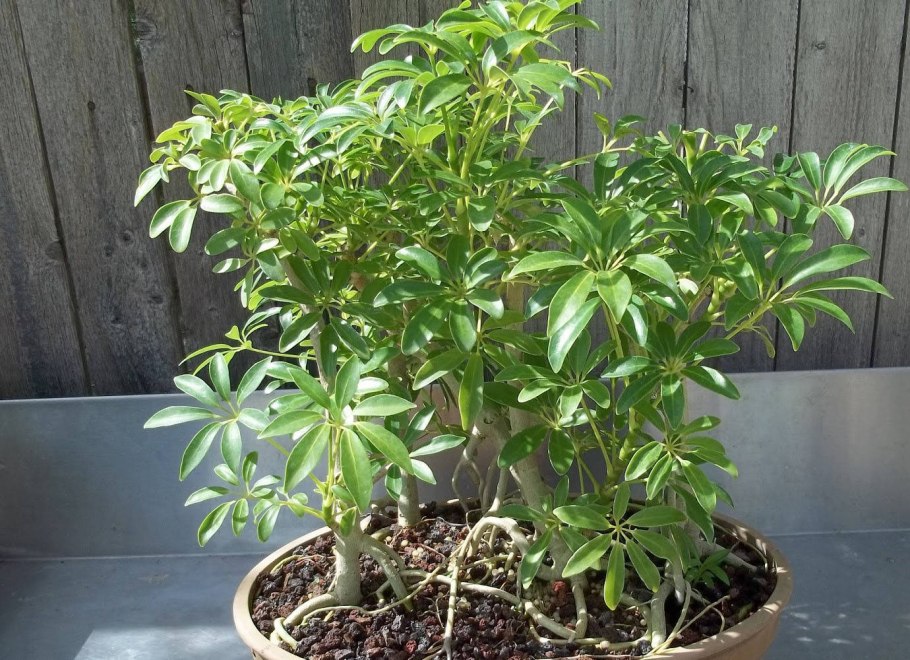 Шеффлера Арборикола Герда