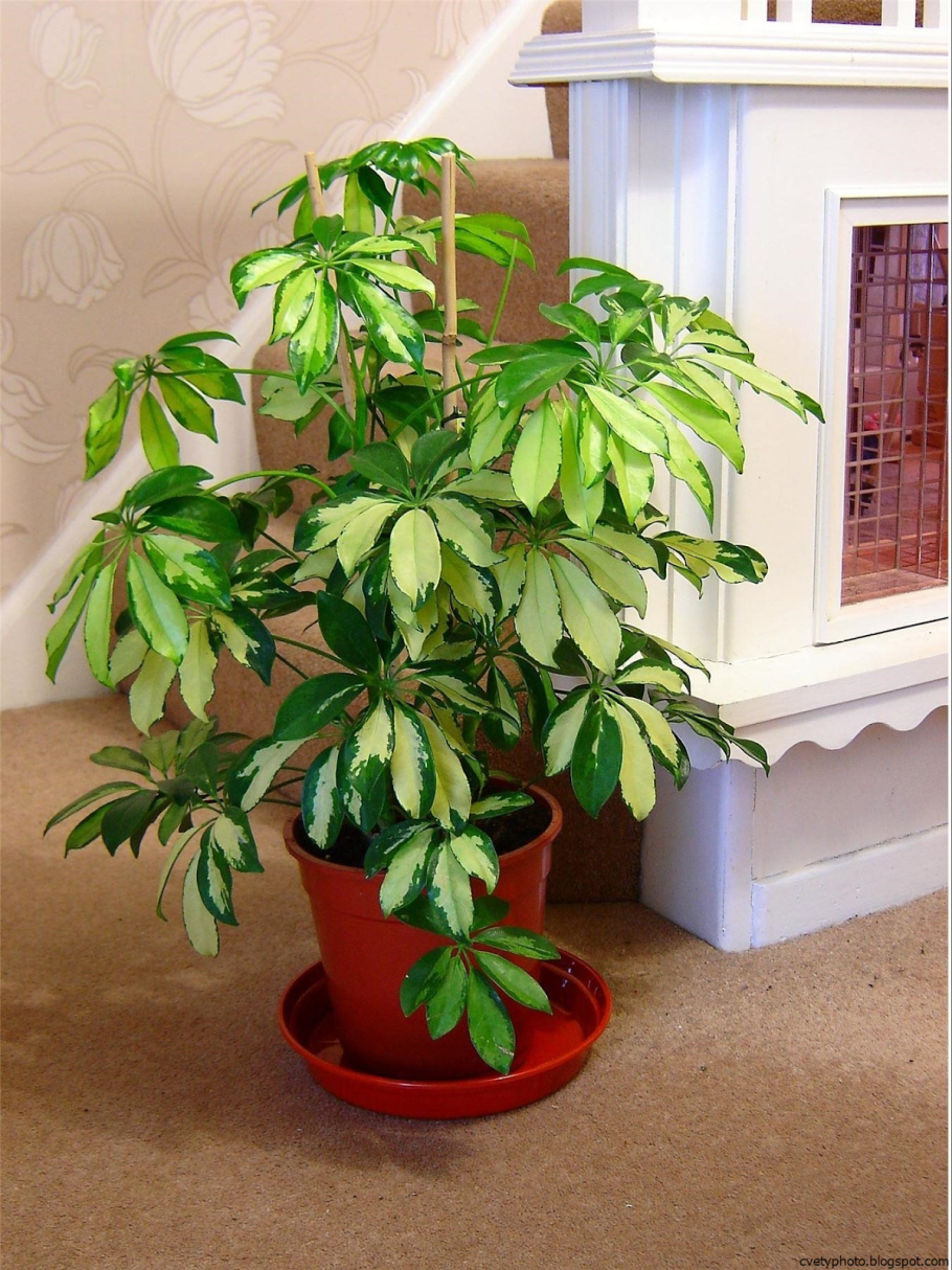 Шеффлера луизиана schefflera louisiana