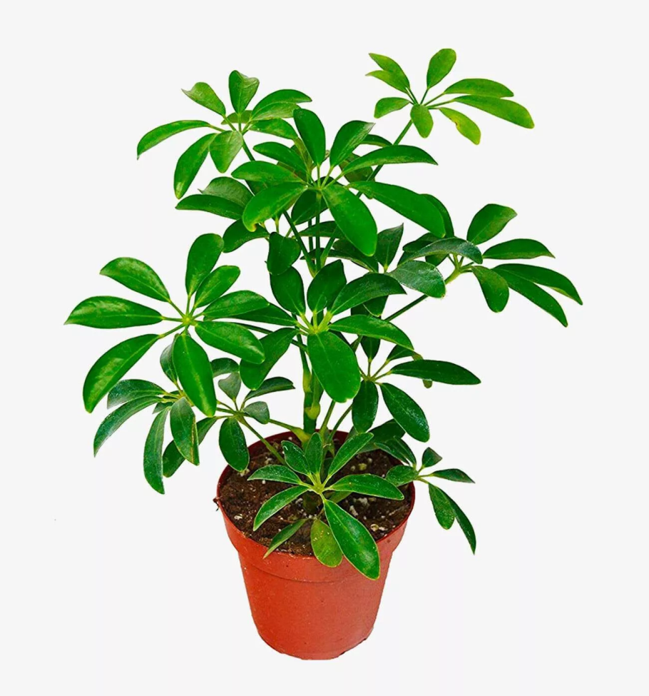 Schefflera arboricola цветок