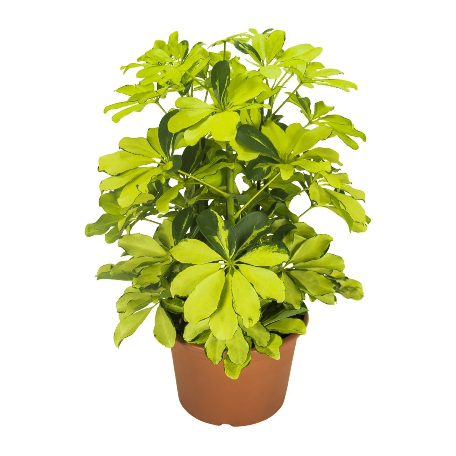 Шеффлера арборикола герда