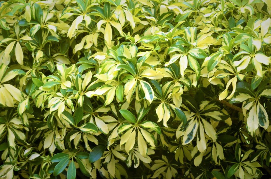 Шеффлера восьмилистная