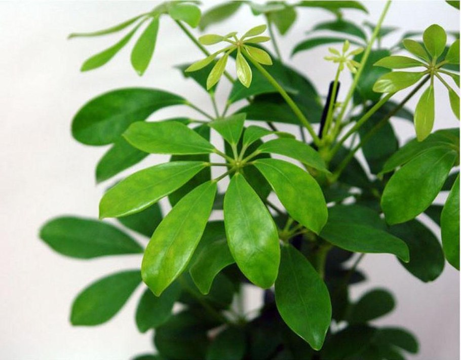 Гептаплеурум древовидная