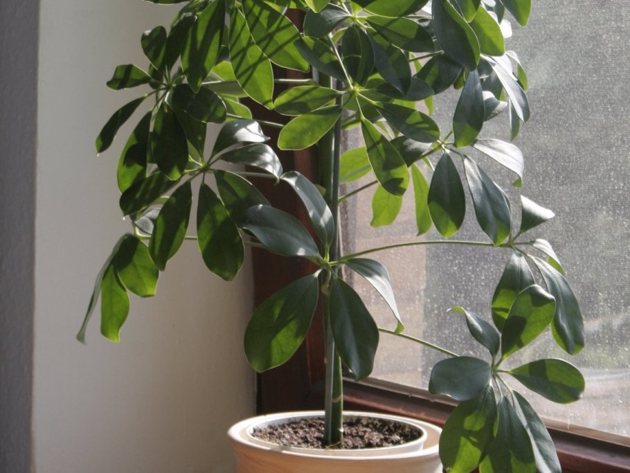 Schefflera arboricola цветок