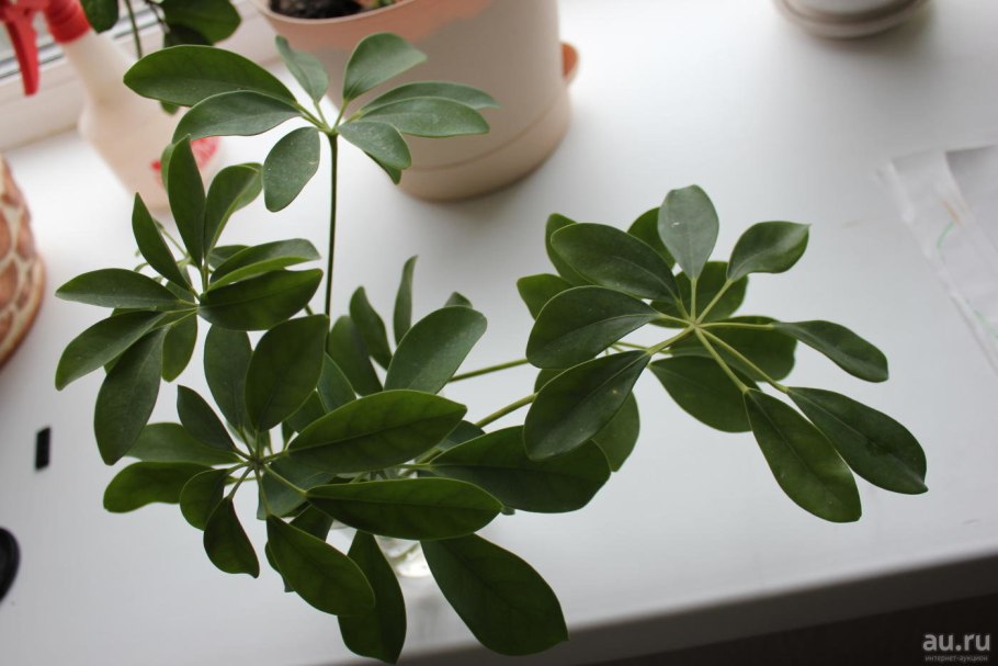 Шеффлера древесная