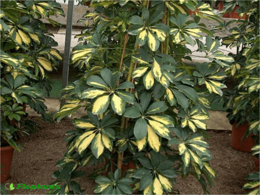 Шеффлера голд капелла