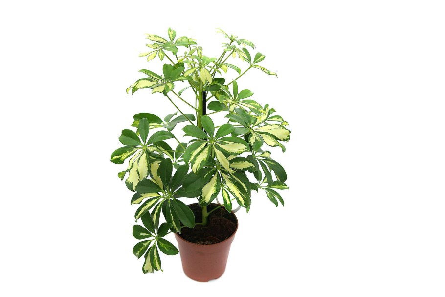 Шеффлера древовидная герда