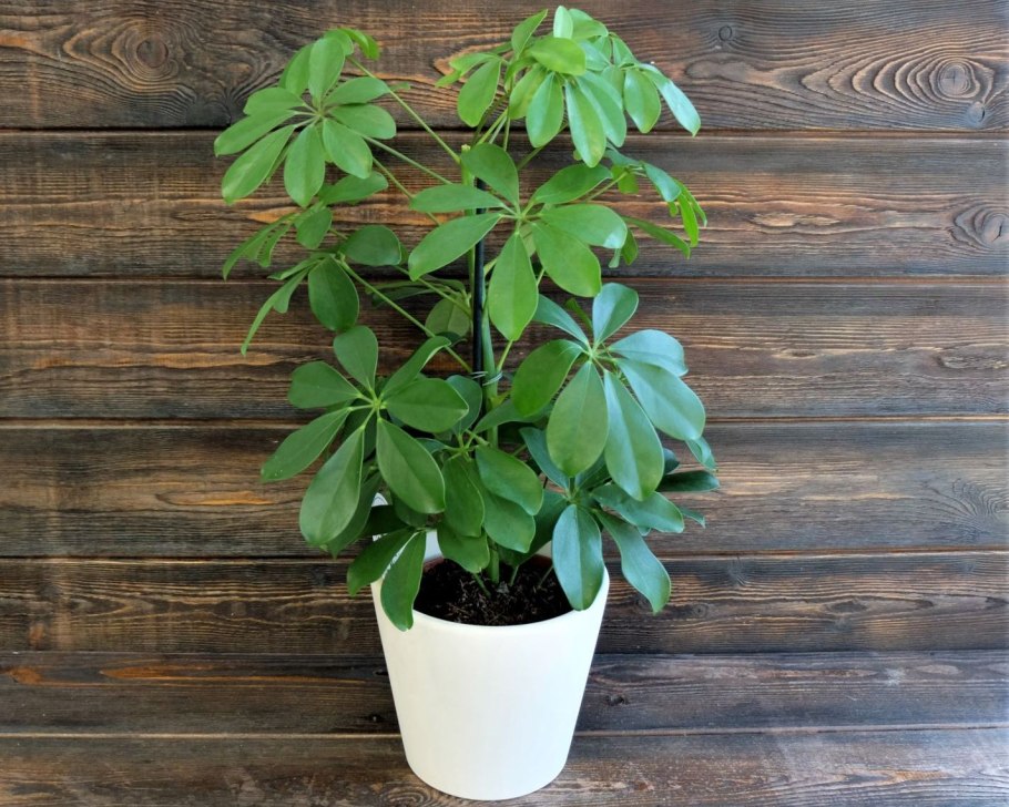 Шеффлера двухцветная