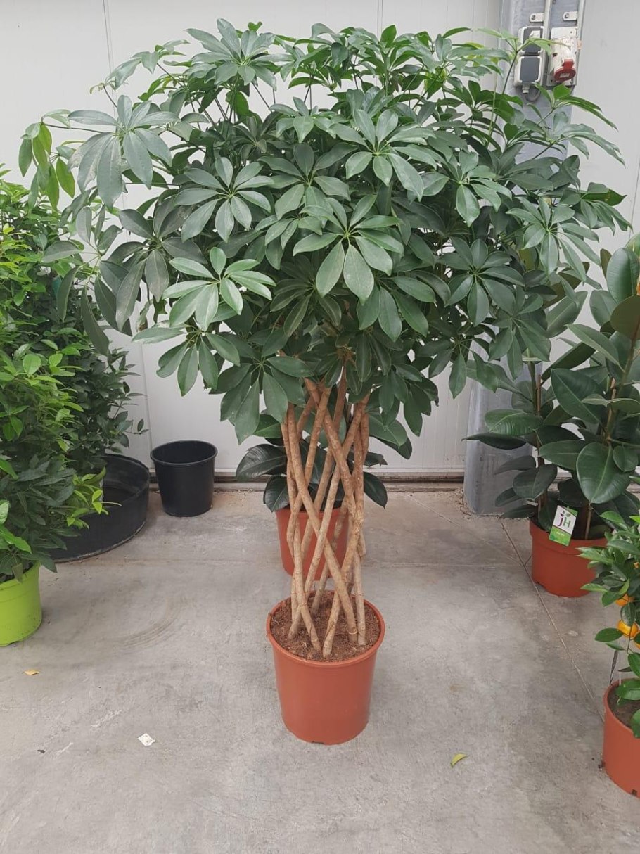 Шефлера цветок Шеффлера