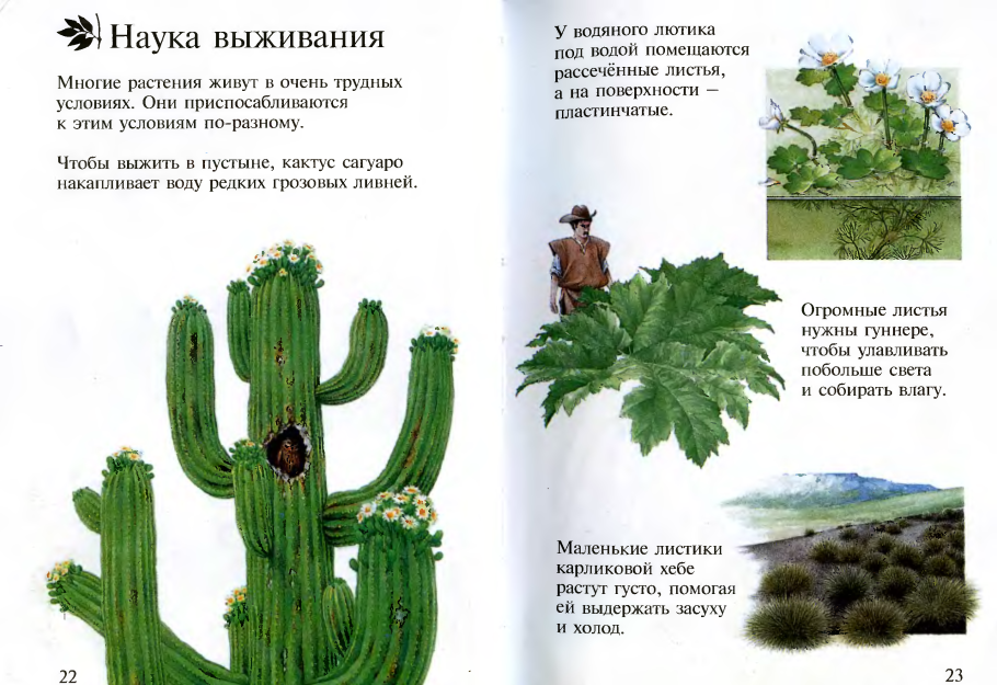 Растения рассказы на букву г