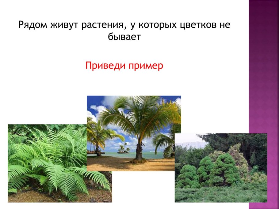 Тайная жизнь растений книга