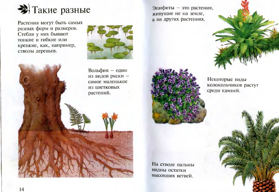 Зверобой от 99 болезней трава