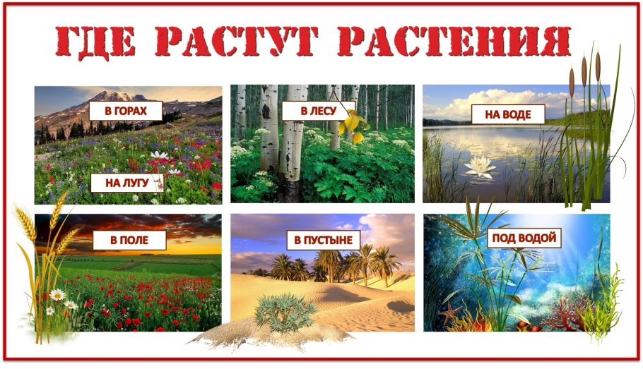 Где растут цветы