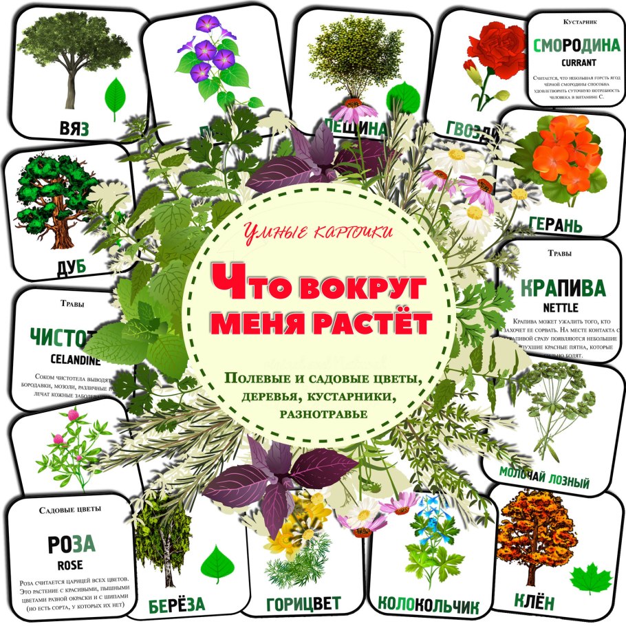 Карточки растения цветы