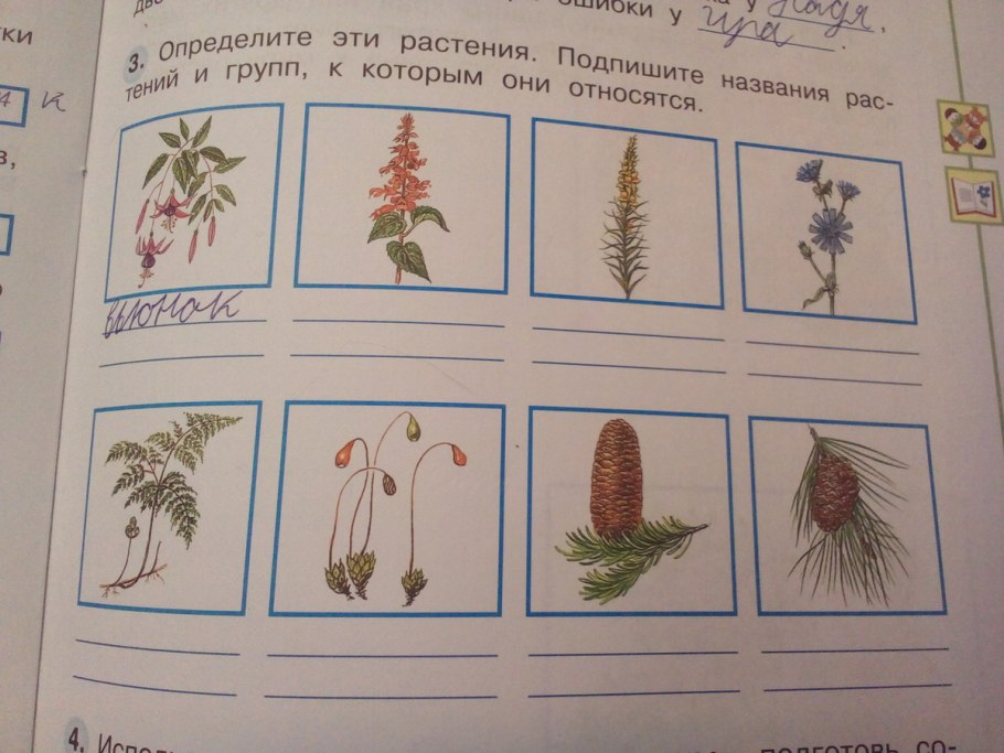 Карточки растения травы