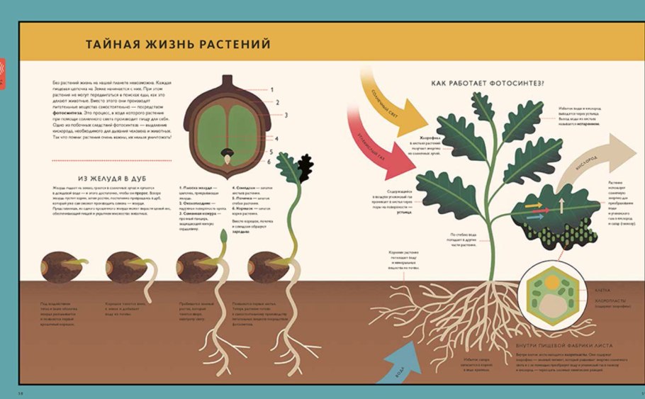 Красная книга моего края