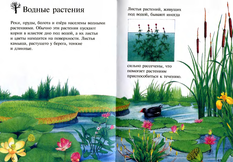 Растения рассказы на букву г