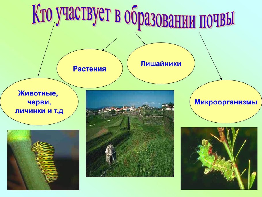 Растения в подготовительной группе