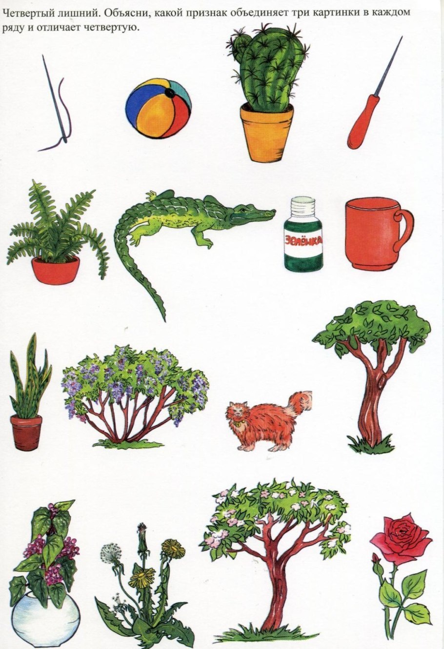 Однолетние цветковые