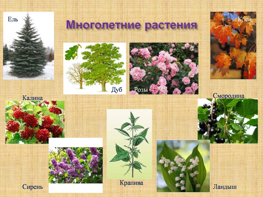 Фотосинтез и дыхание растений 6 класс