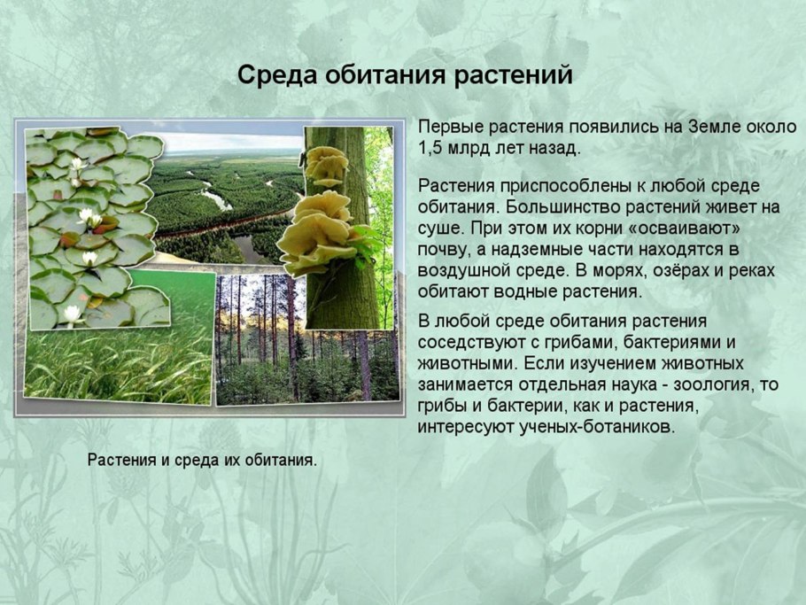 Книга Почемучки растения