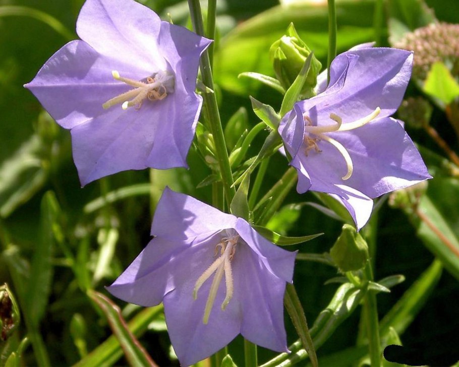 Колокольчик кампанула медиум