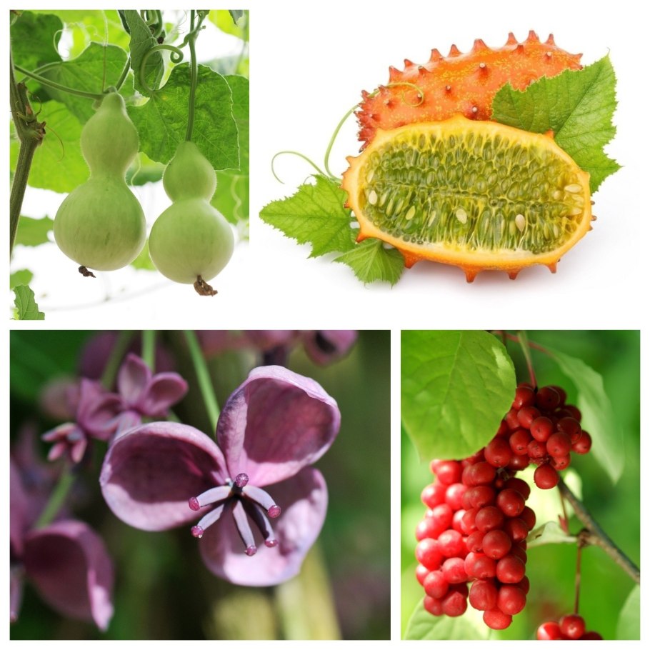 Лабораторная работа 1 по биологии 6 класс строение семени фасоли вывод