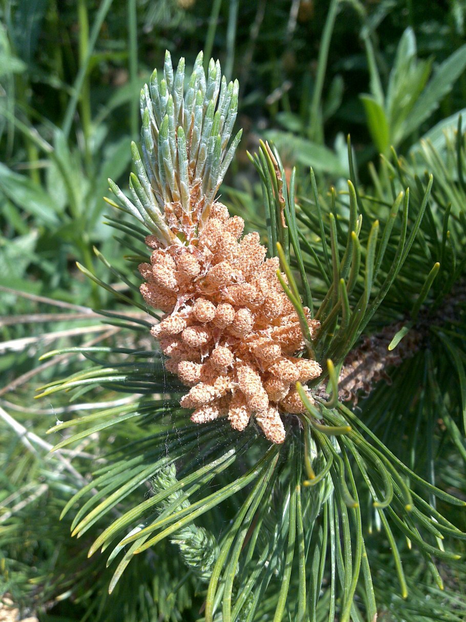 Лотос орехоносный семена