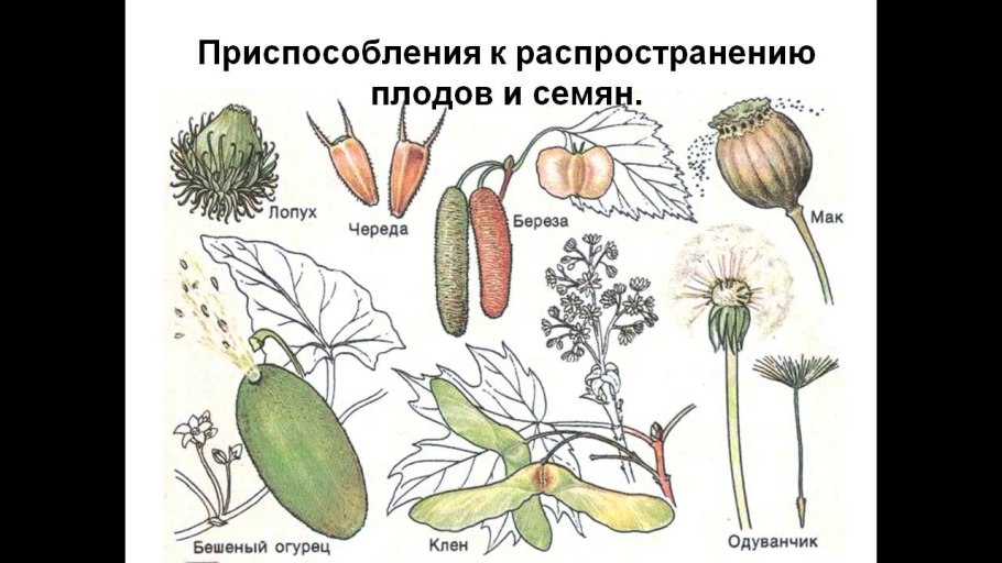 Размножение семенами