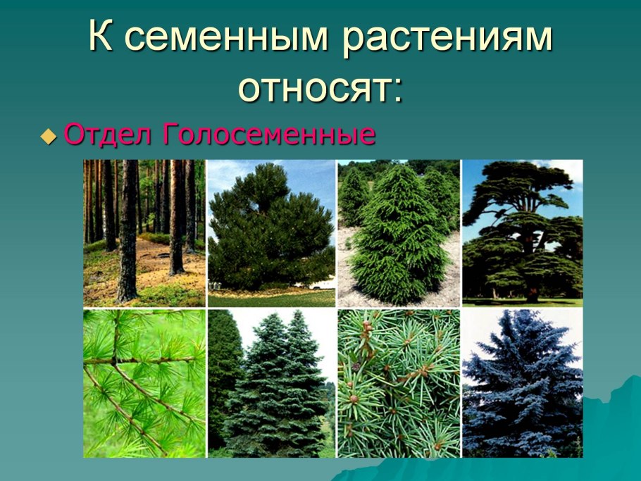 Голосеменные высшие семенные растения