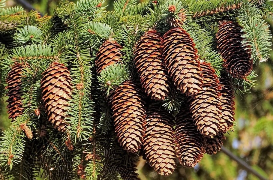Шишки пихты Голосеменные
