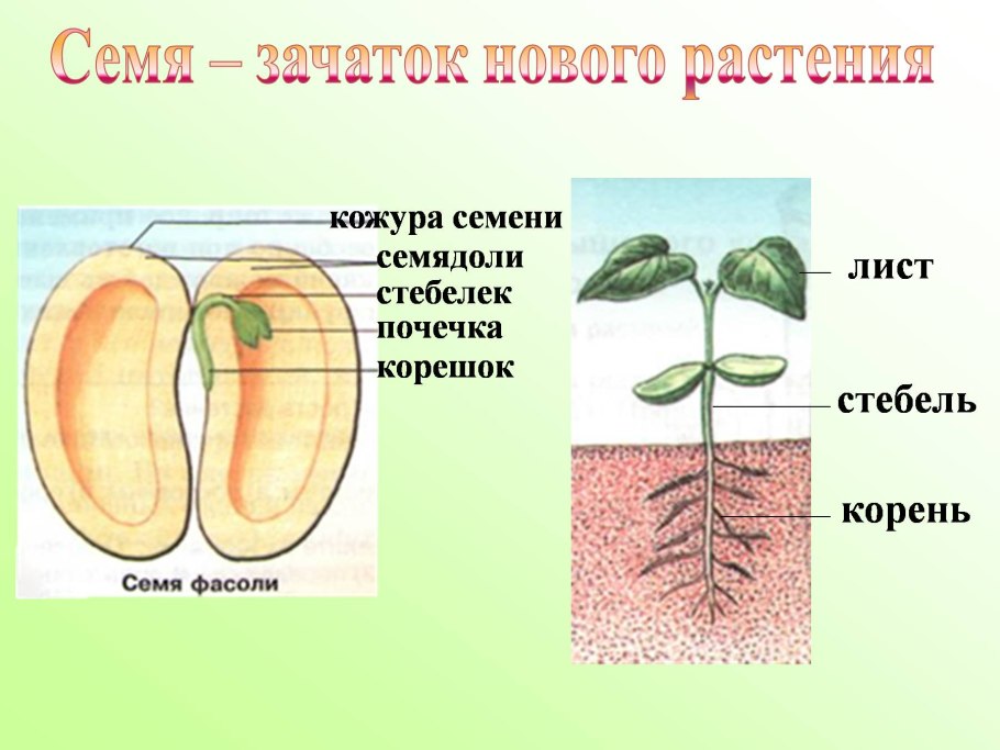 Семечко одуванчика