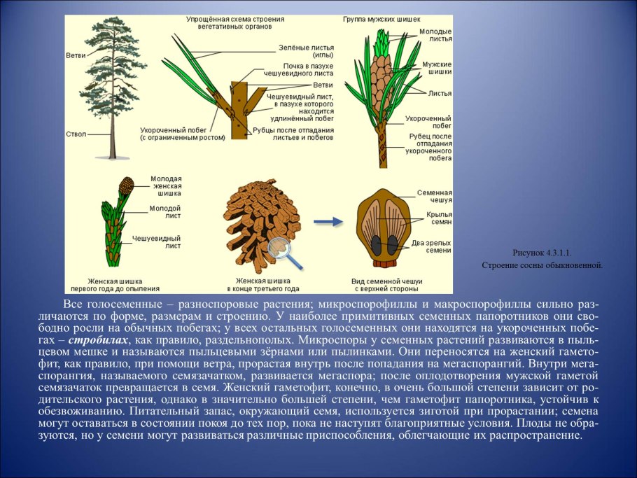 Строение побега сосны обыкновенной