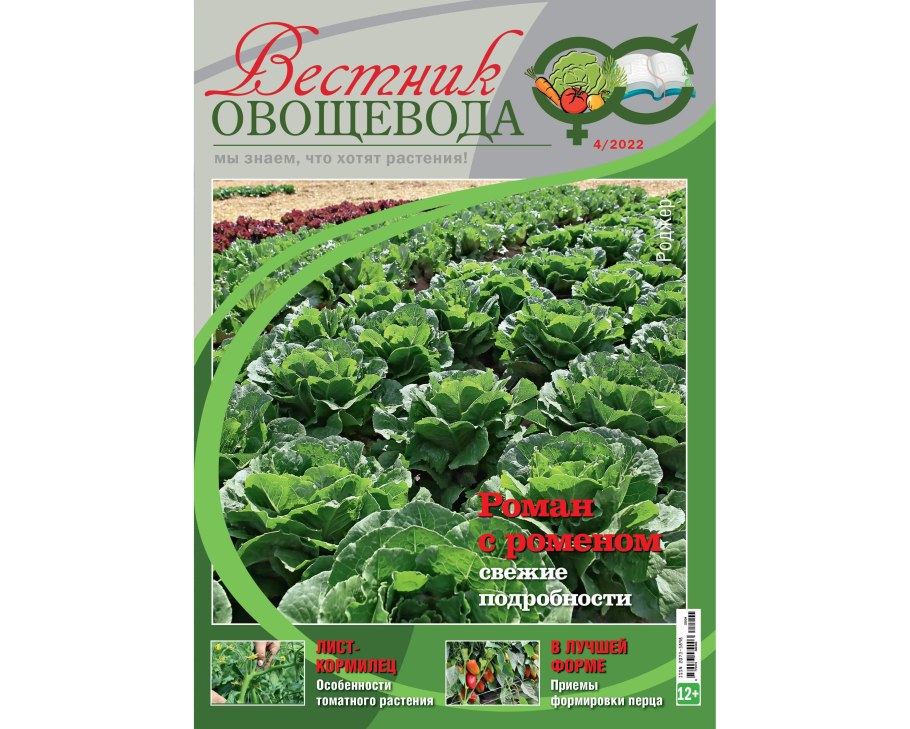 Секвойя вечнозелёная шишки