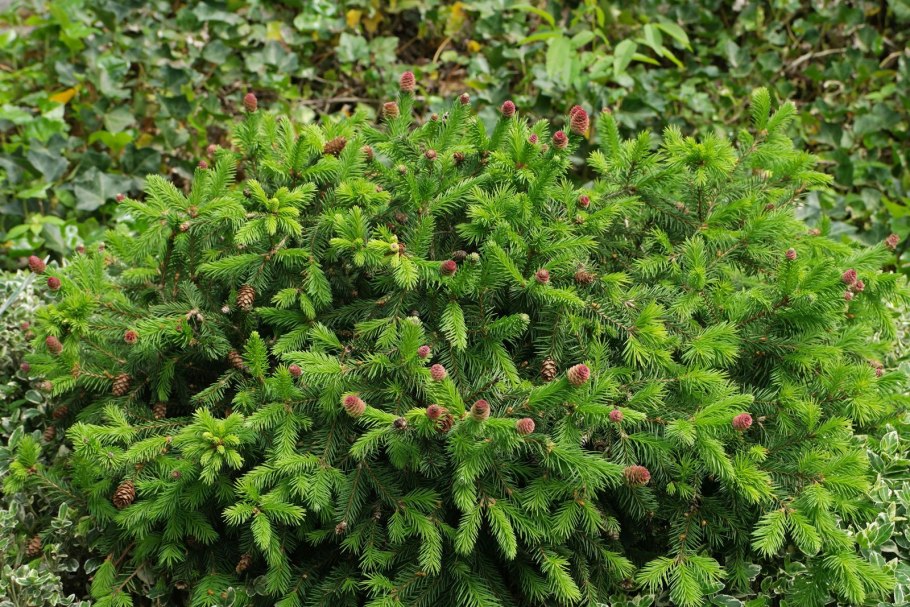 Ель обыкновенная picea abies