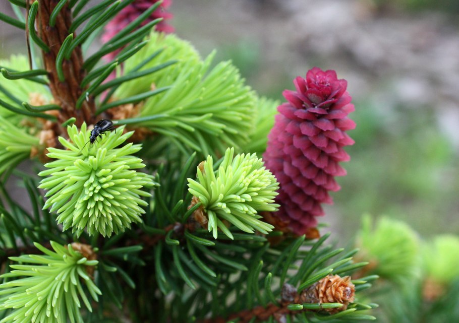 Ель обыкновенная Акрокона