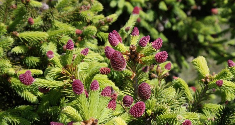 Ель обыкновенная европейская